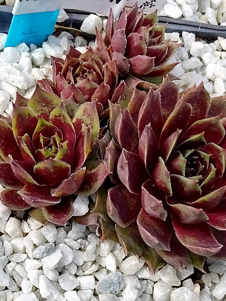 Ruby Glow II