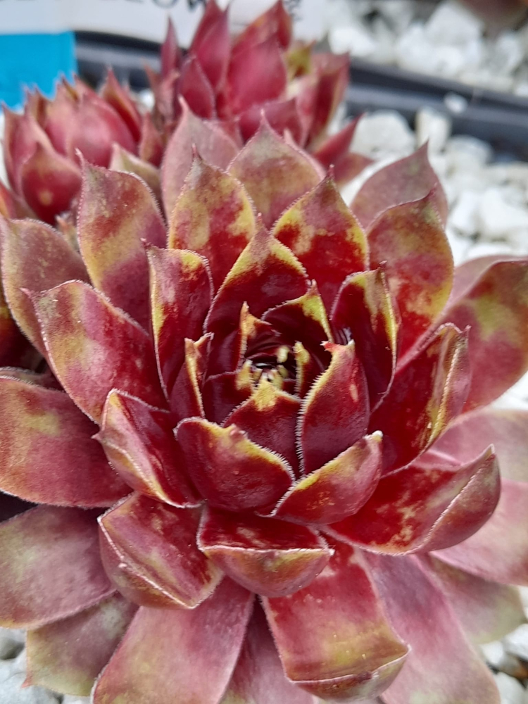 Ruby Glow II