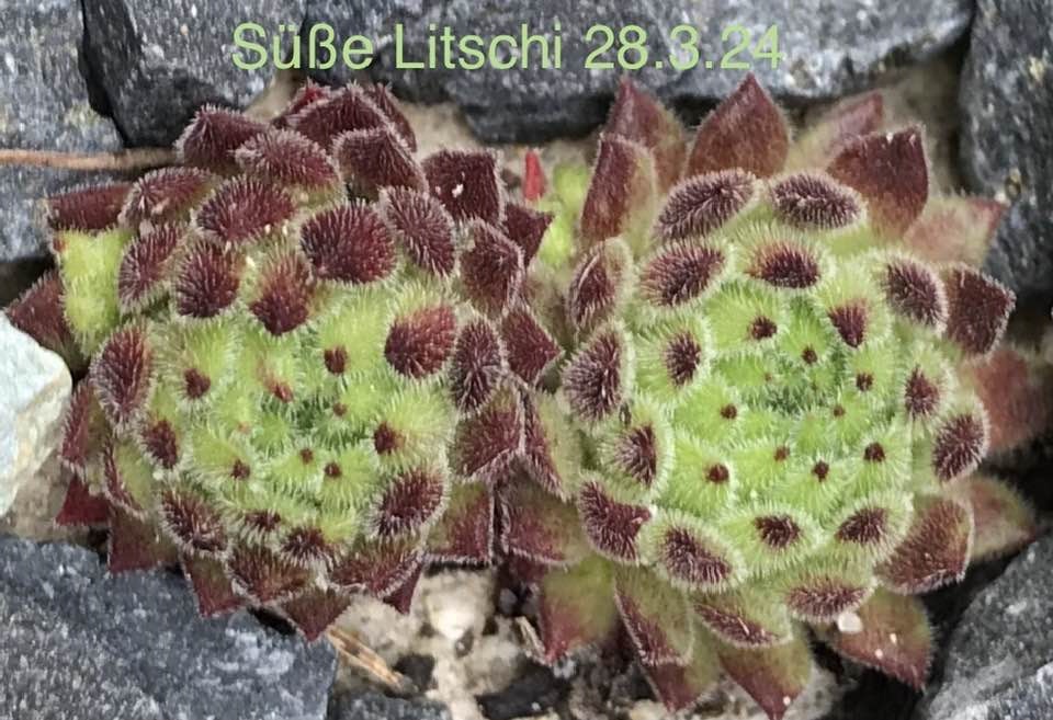 Süße Litschi
