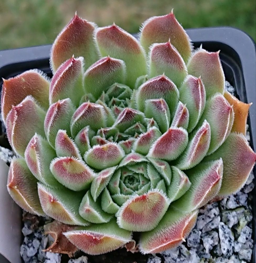 Sinarca