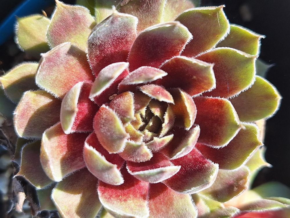 Sandra