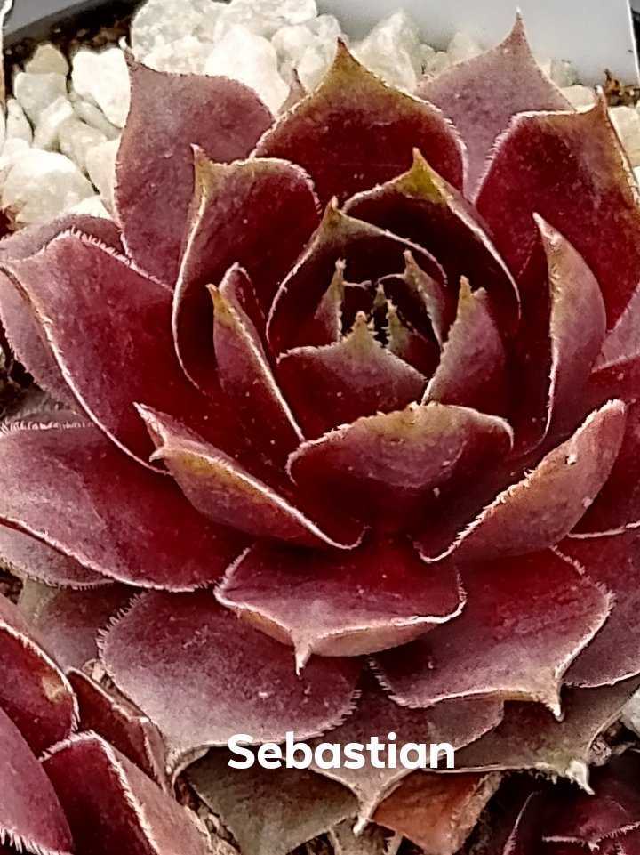 Sebastian