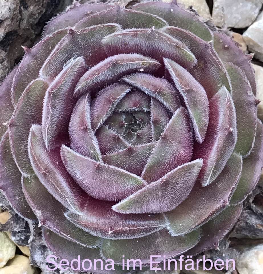 Sedona