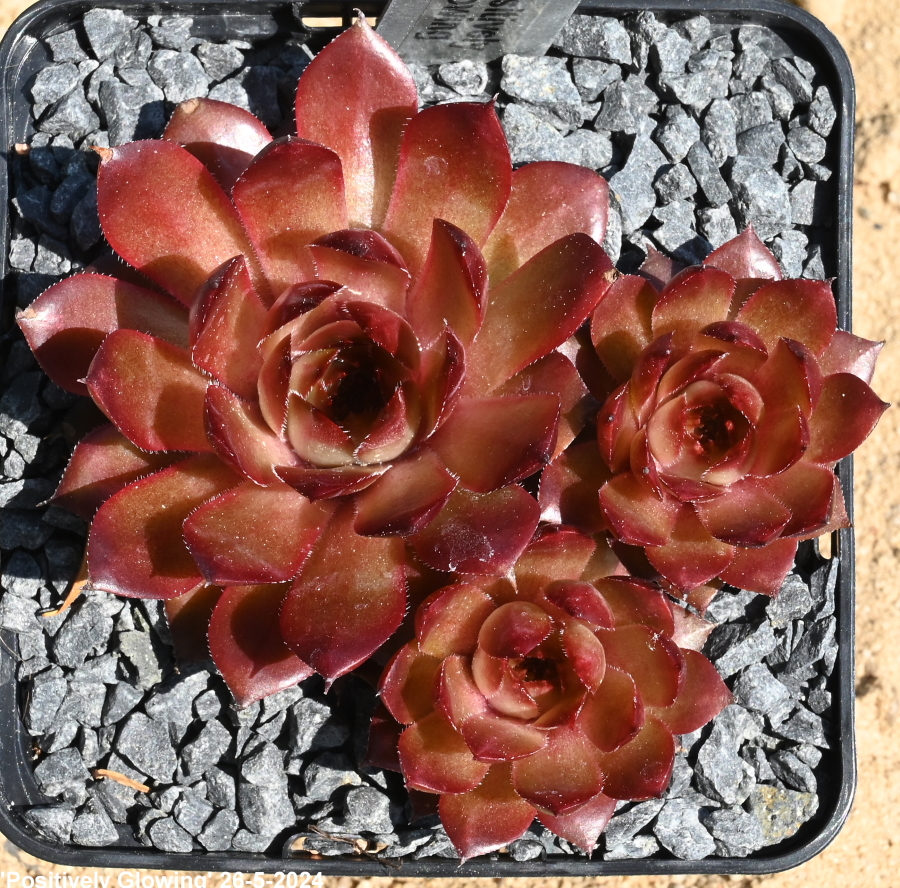 Positively Glowing