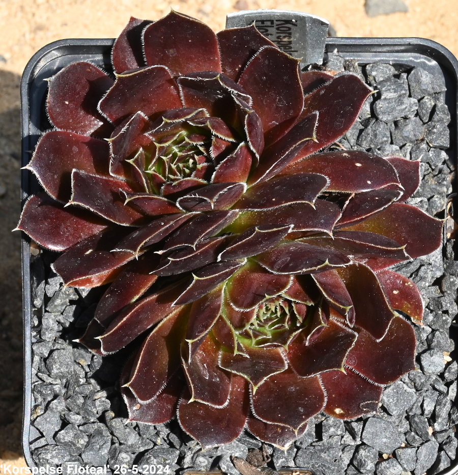 Korspelse Floteal / Jovi