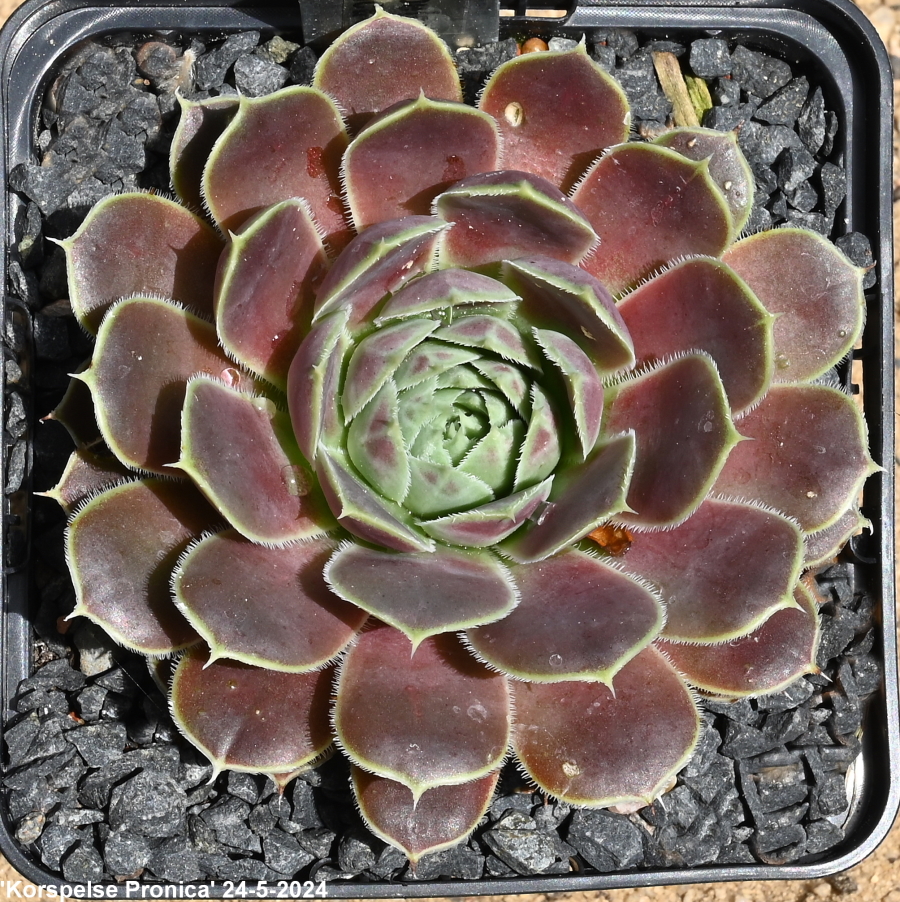 Korspelse Pronica / Jovi