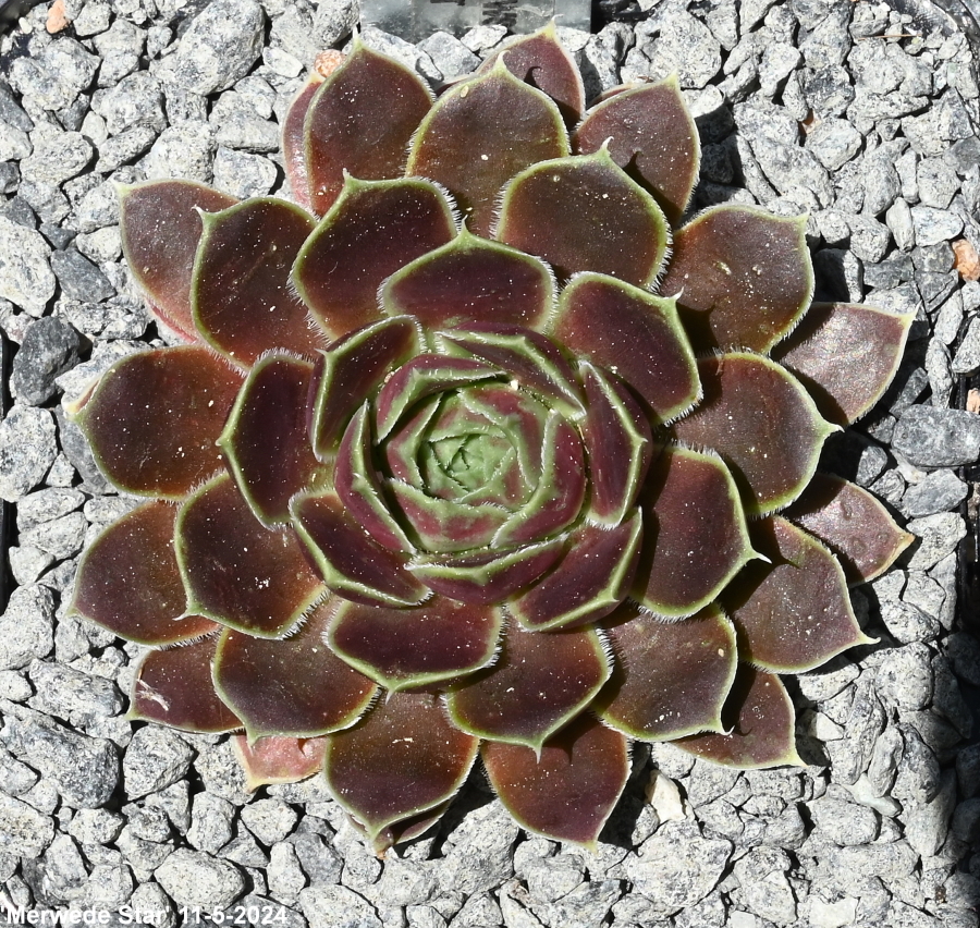 Merwede Star / Jovi