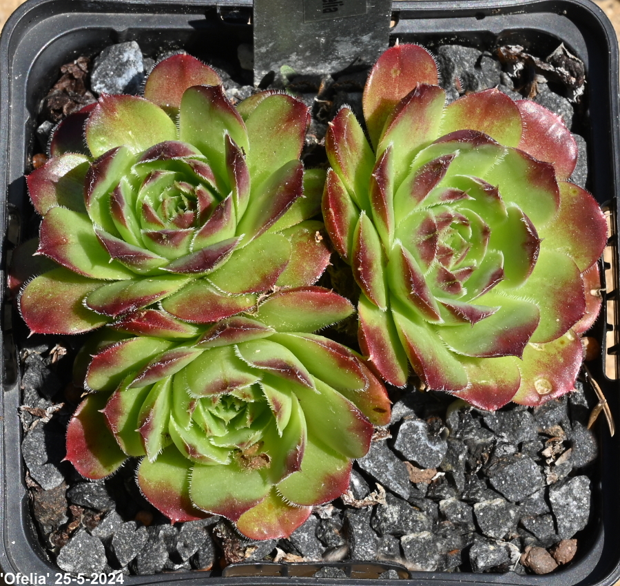Ofelia / Jovi
