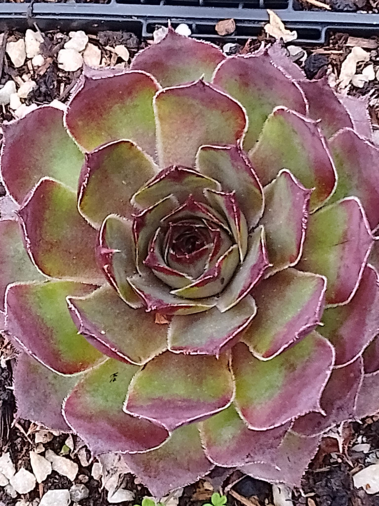 Senorita