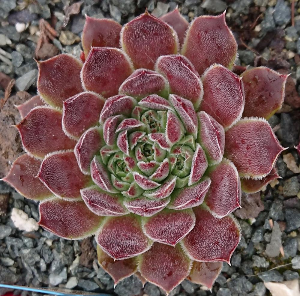 Sinarca