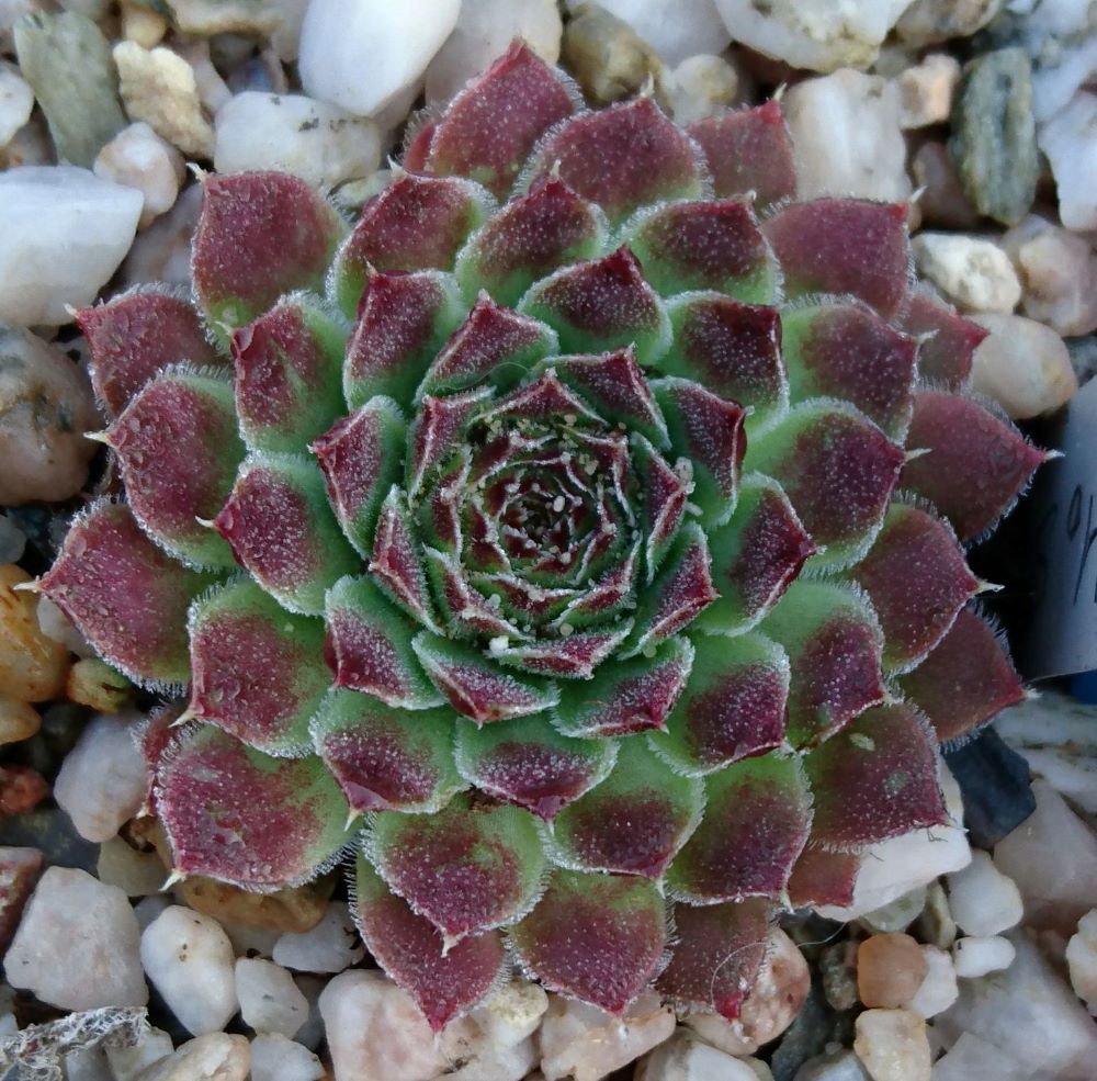 Sinarca