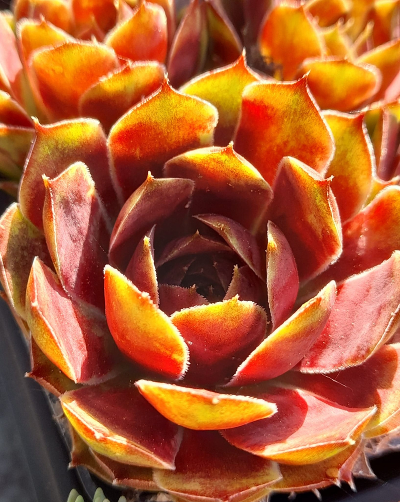 Sonnenschein