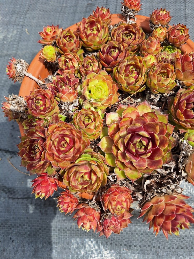 Sonnenschein