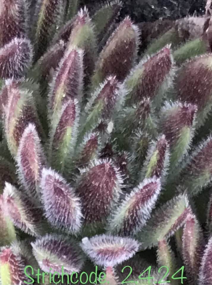Strichcode