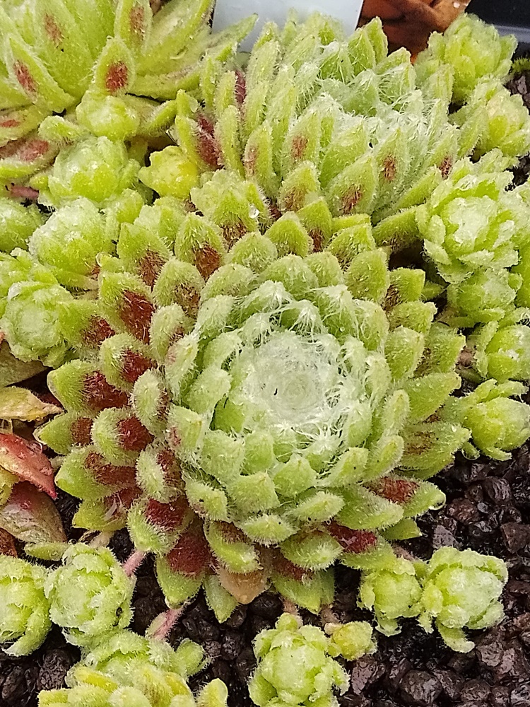 Summer Frost