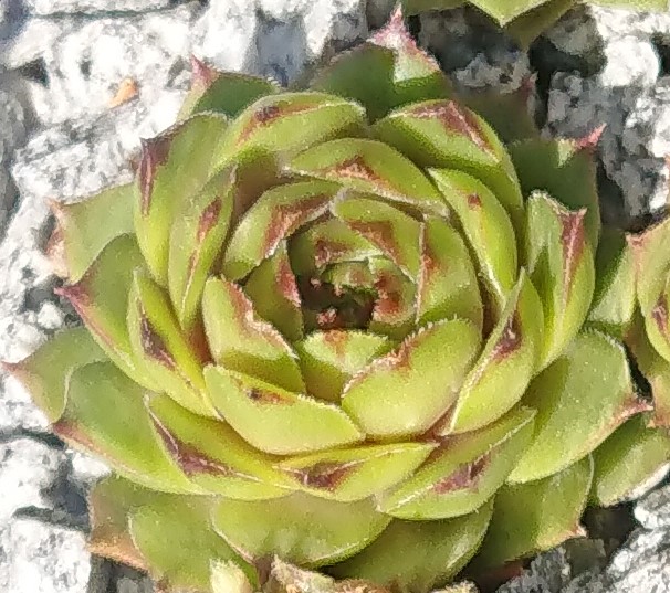 Taxandria