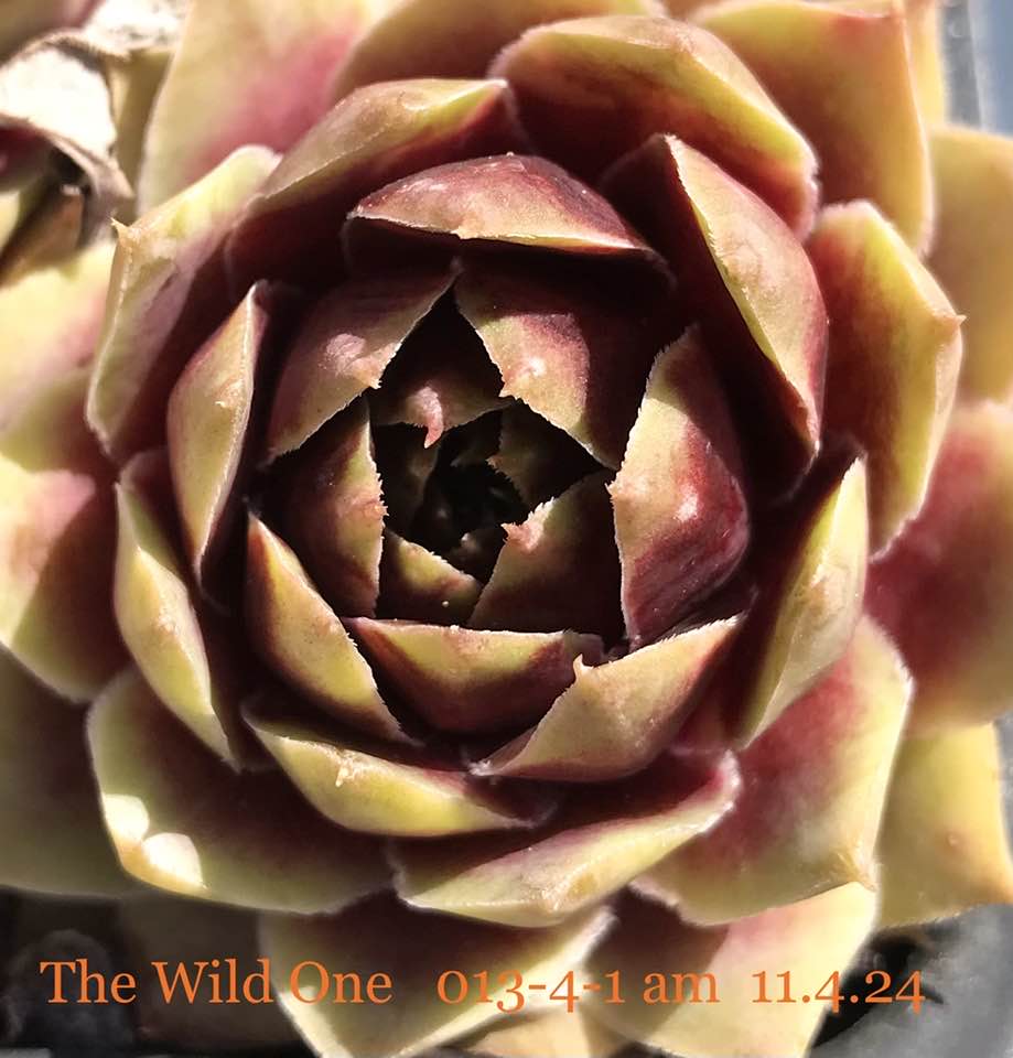 The Wild One
