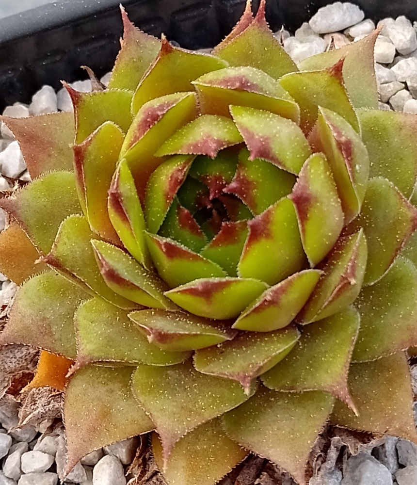 Twist of Lime