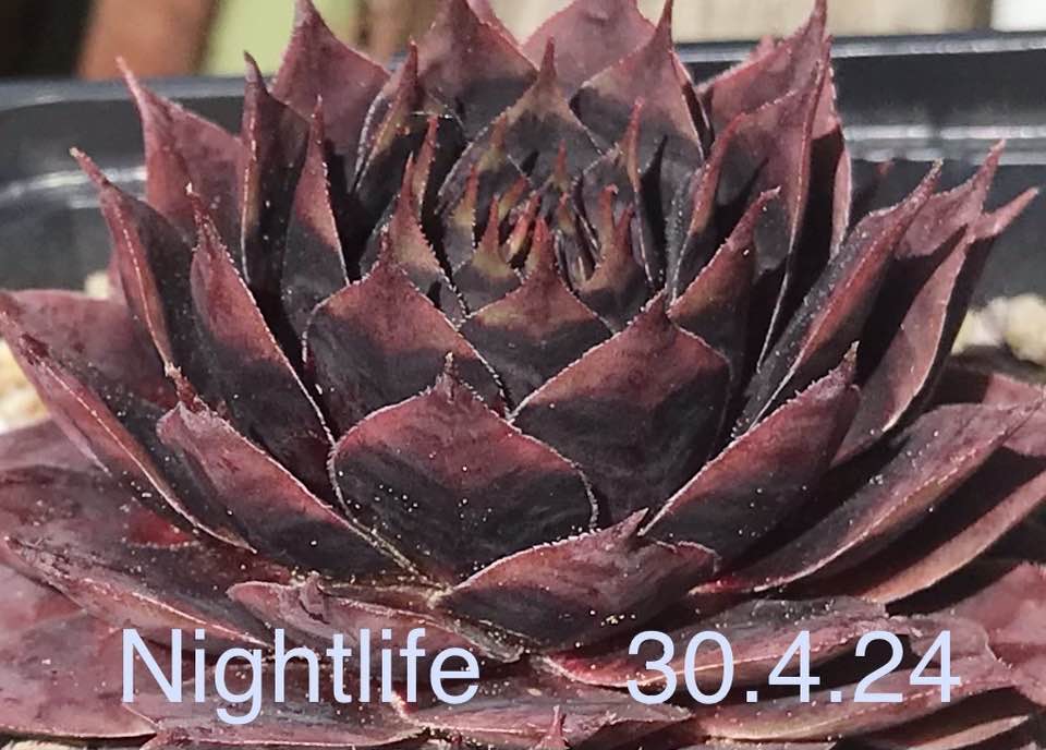 Vienna Nightlife