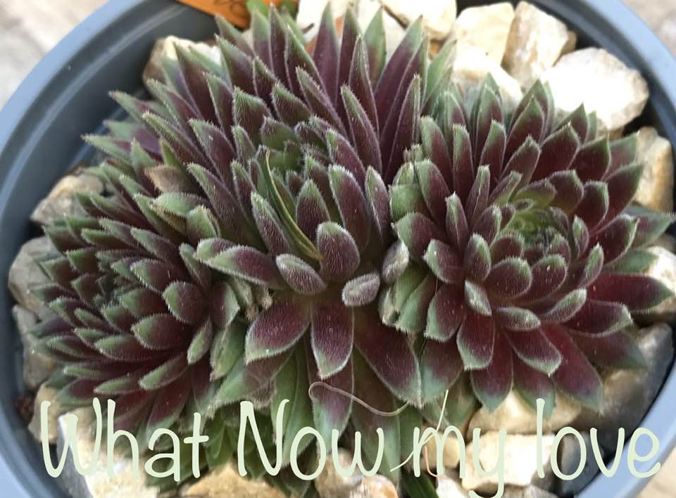 What Now my Love