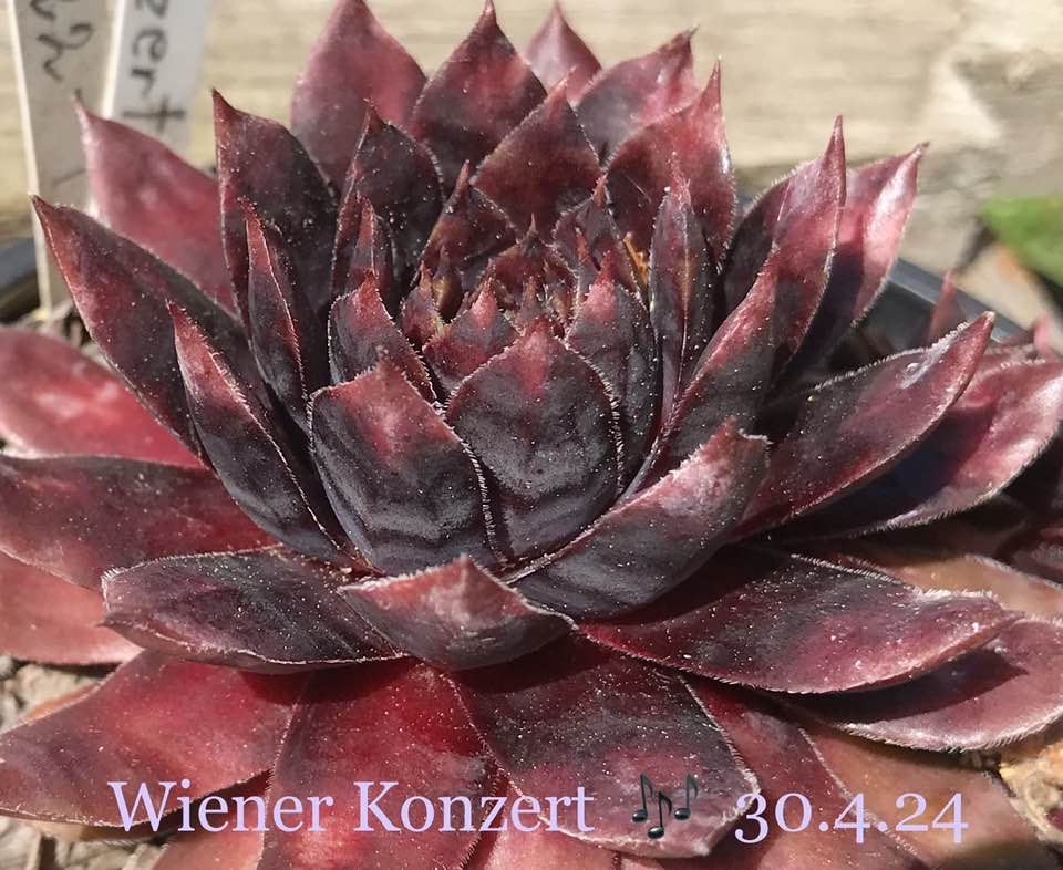Wiener Konzert
