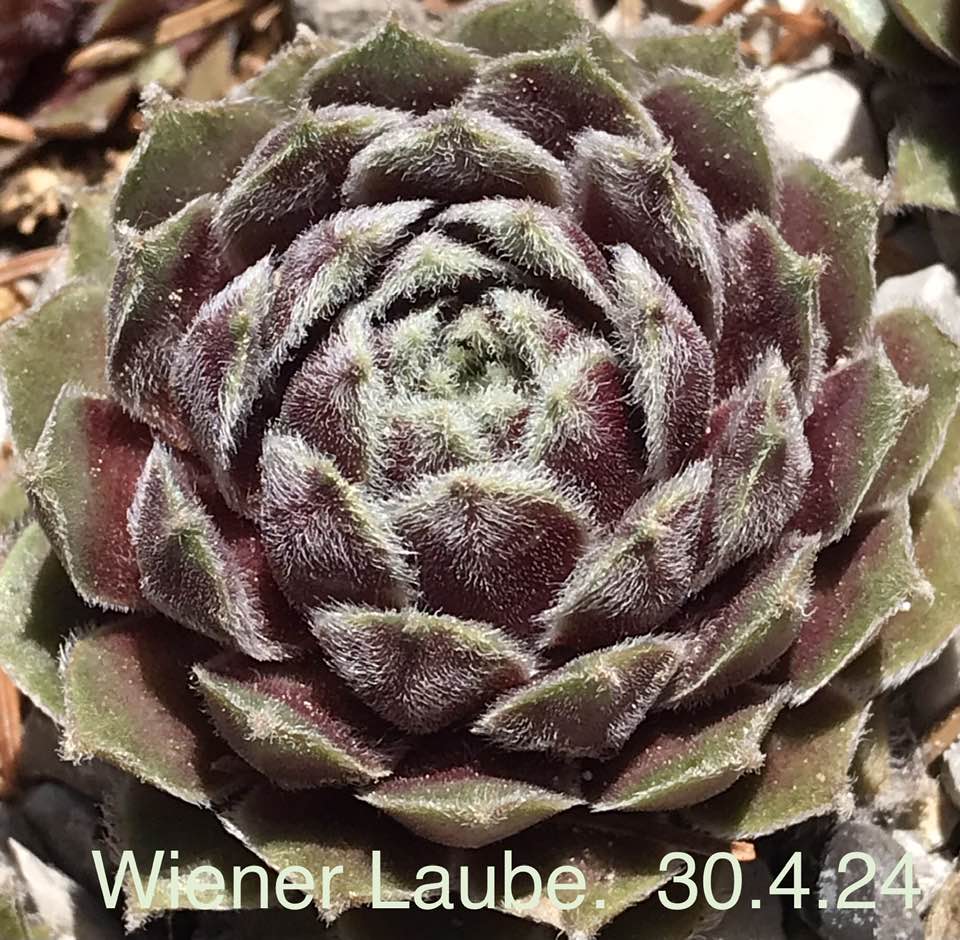 Wiener Laube