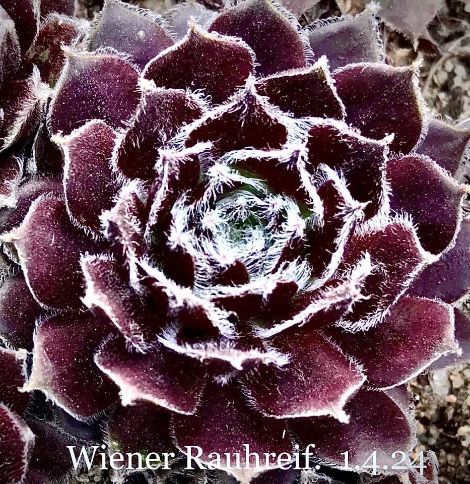 Wiener Rauhreif
