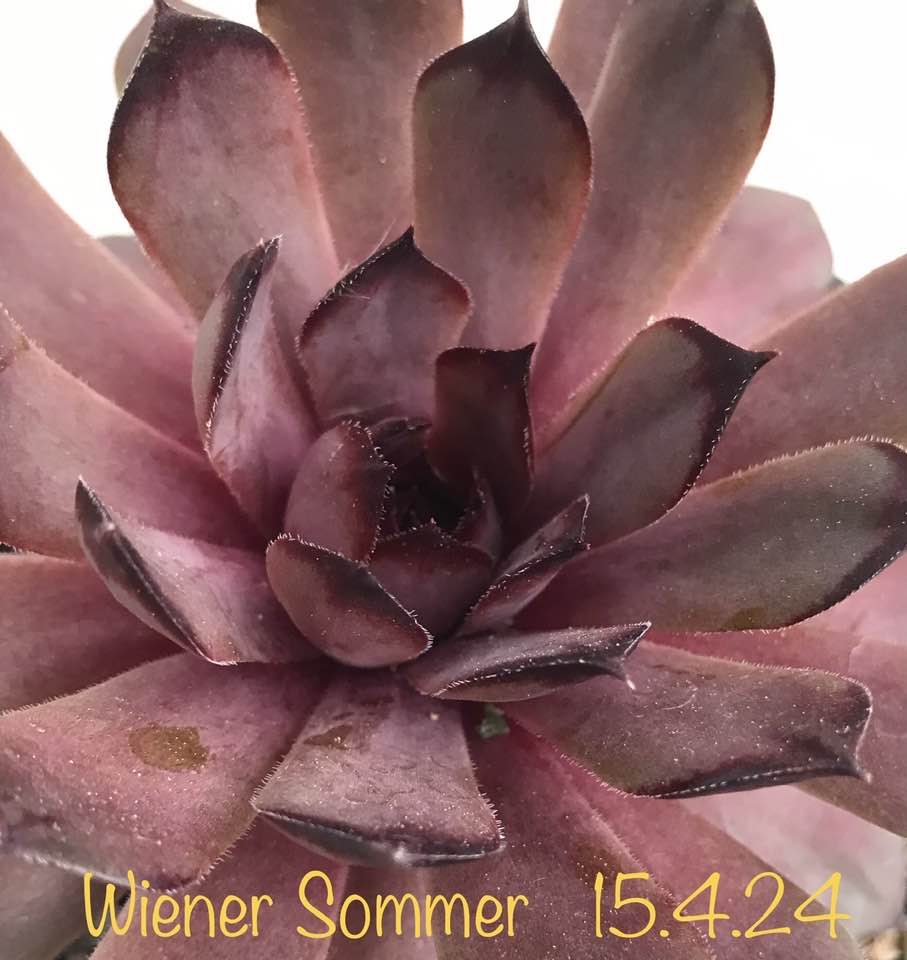 Wiener Sommer