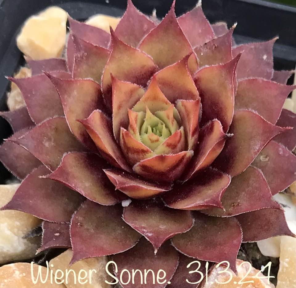 Wiener Sonne
