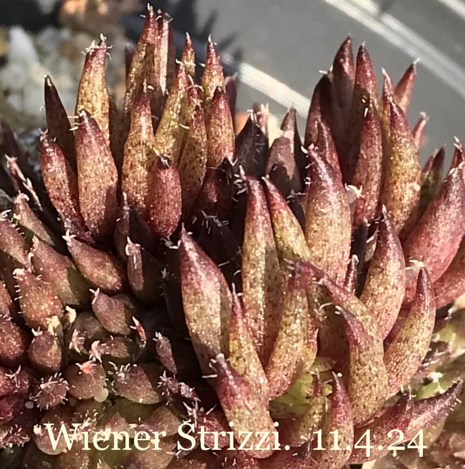 Wiener Strizzi