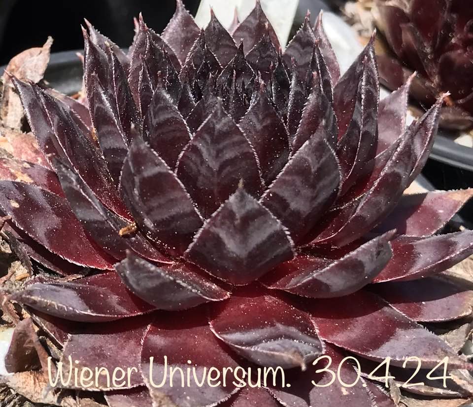 Wiener Universum
