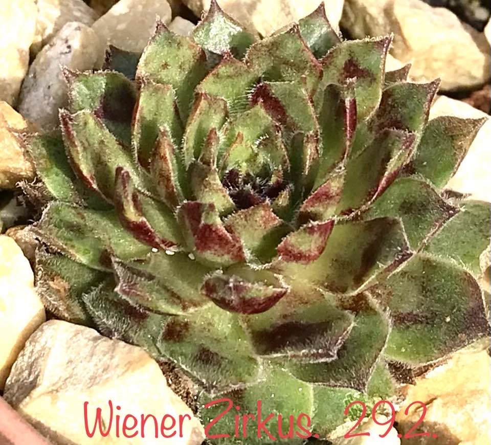 Wiener Zirkus