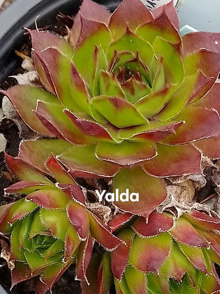 Yalda