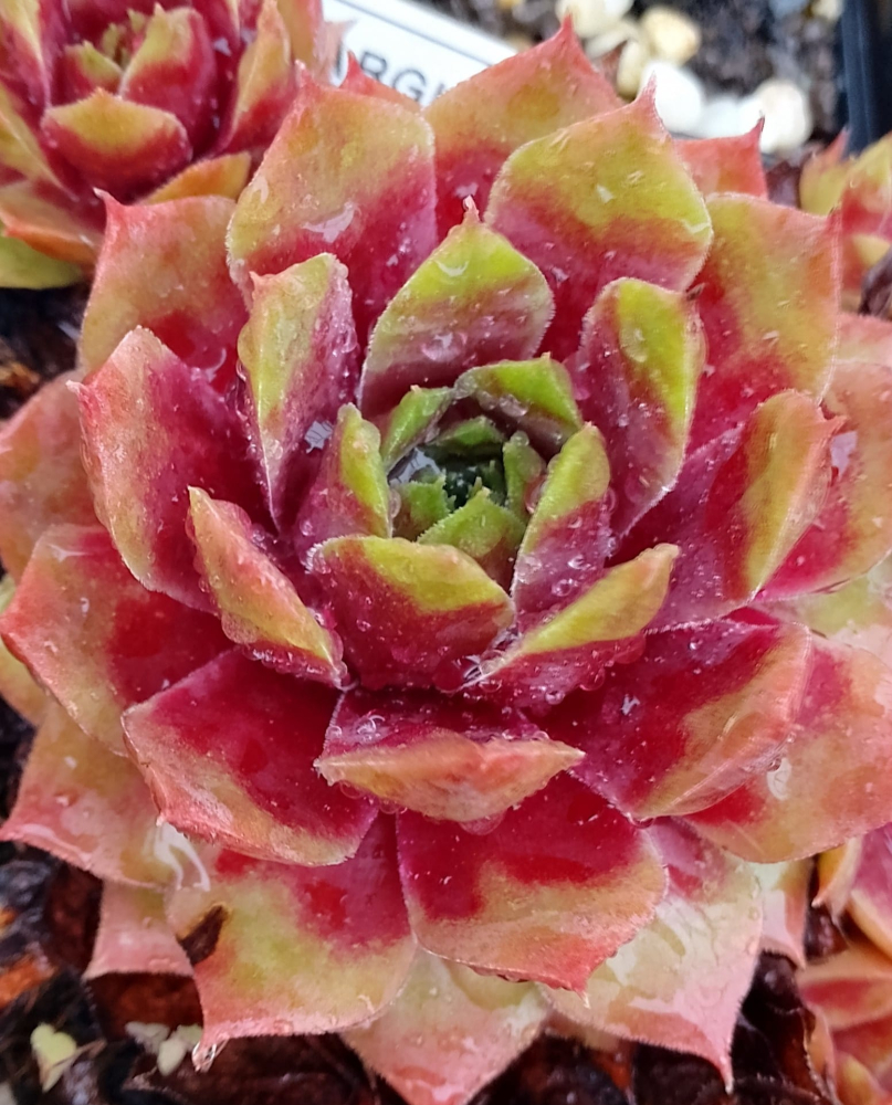 Zelina Argus 