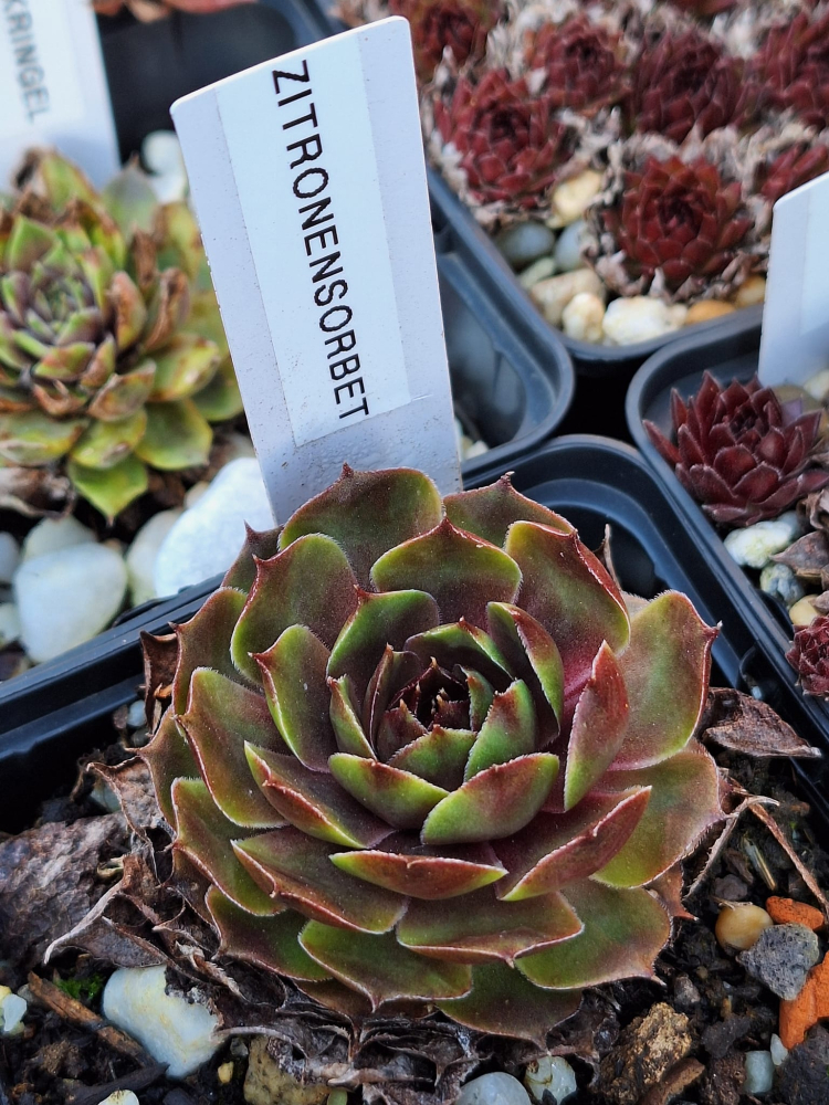 Zitronensorbet