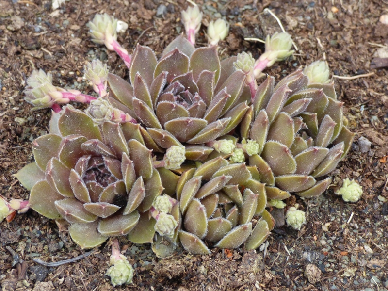 Baby Blush
