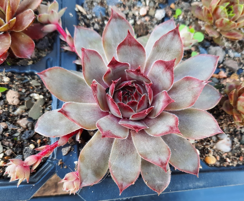 Blauwal (NG)
