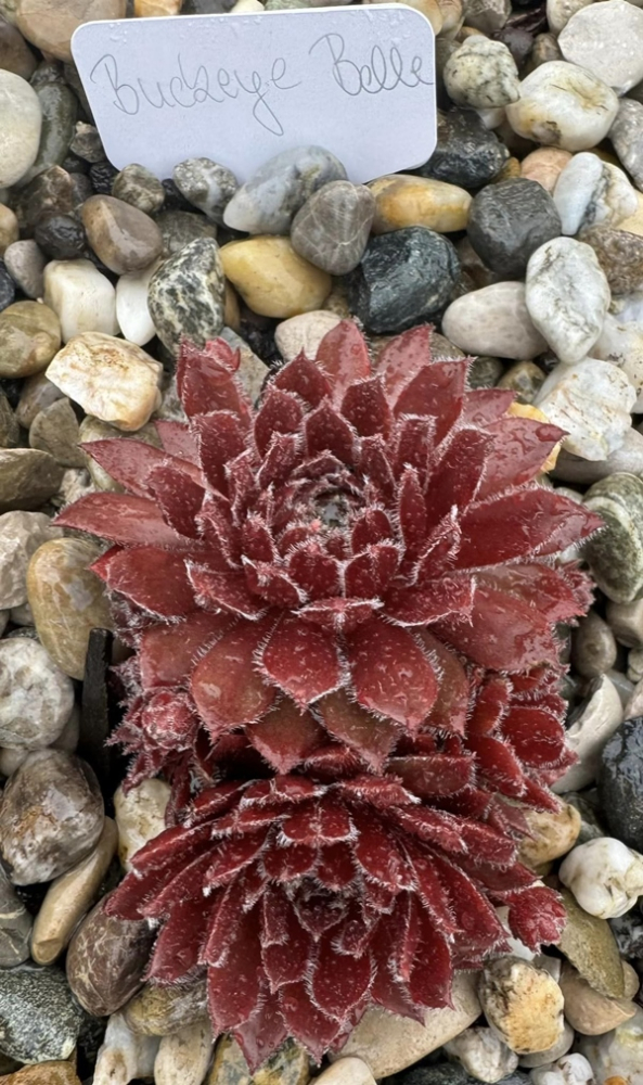 Buckeye Belle