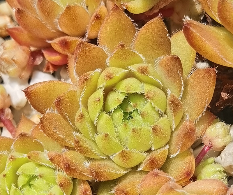 Coco de Mer (NNG)
