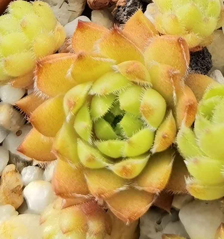 Coco de Mer (NNG)