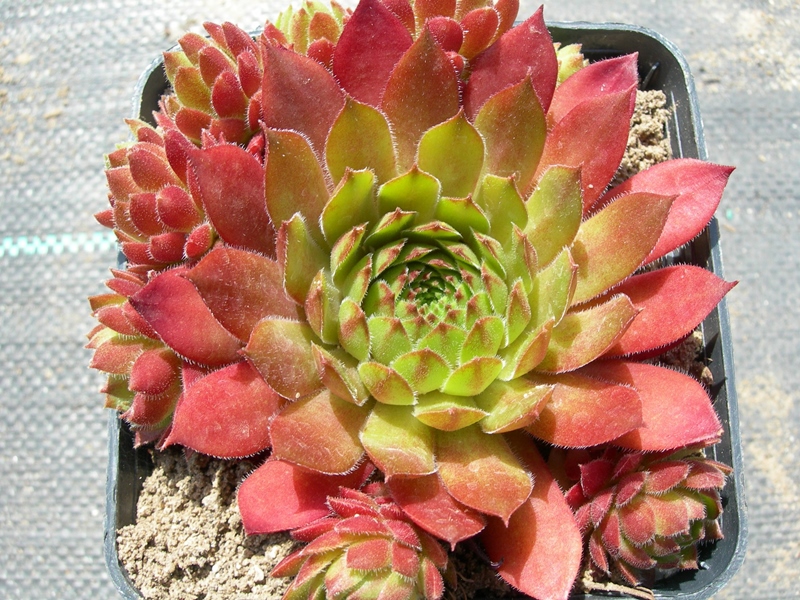 Commanchero (NG)