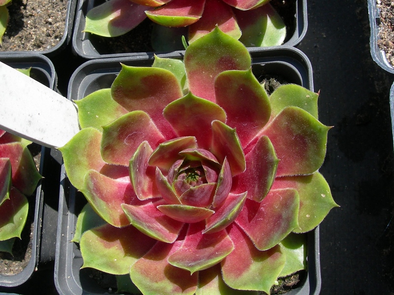 Hallelujah (NG)