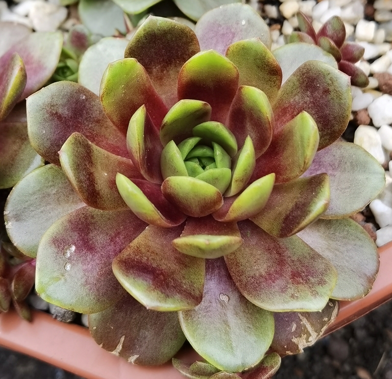 Harlekin Rockoon (NNG)