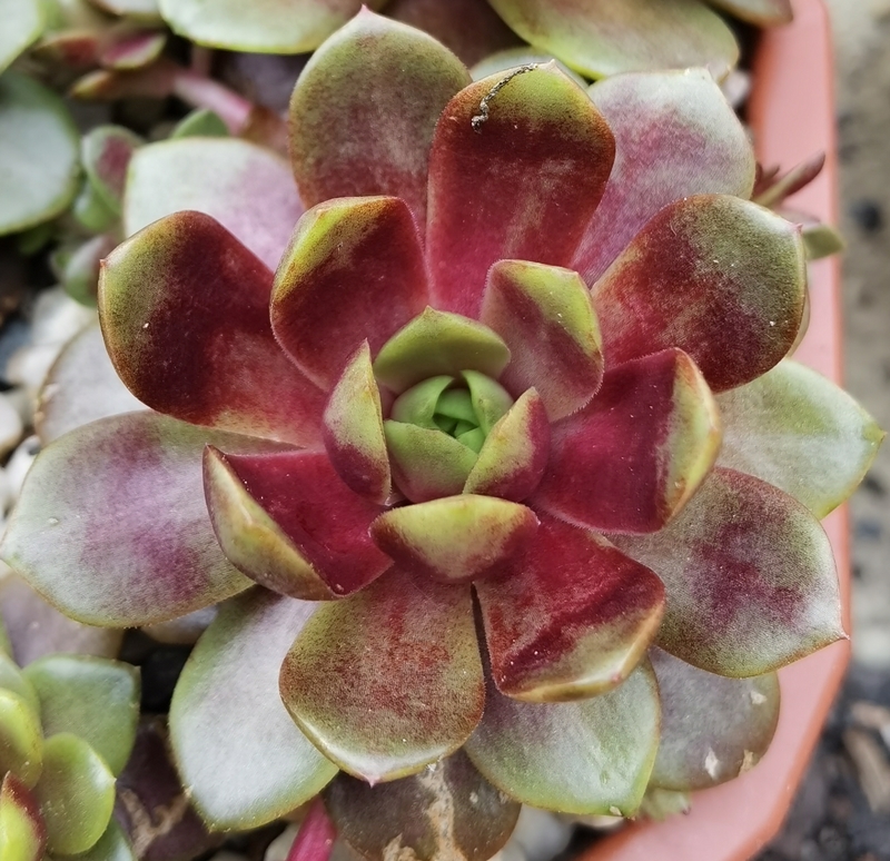 Harlekin Rockoon (NNG)