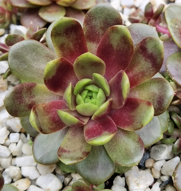 Harlekin Rockoon (NNG)