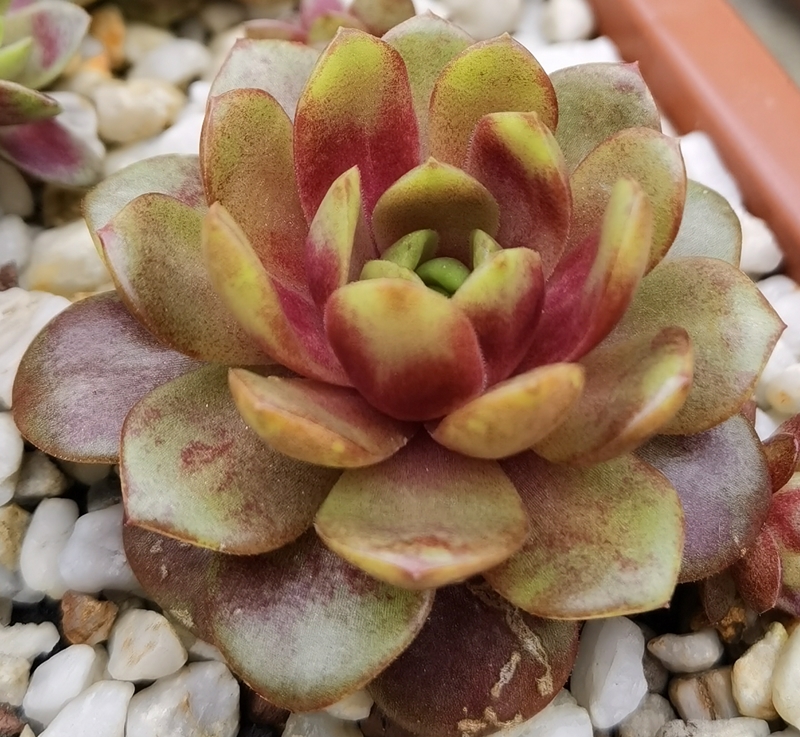 Harlekin Rockoon (NNG)