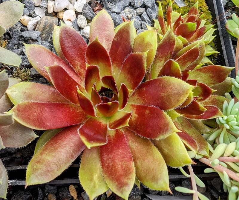 Madeira