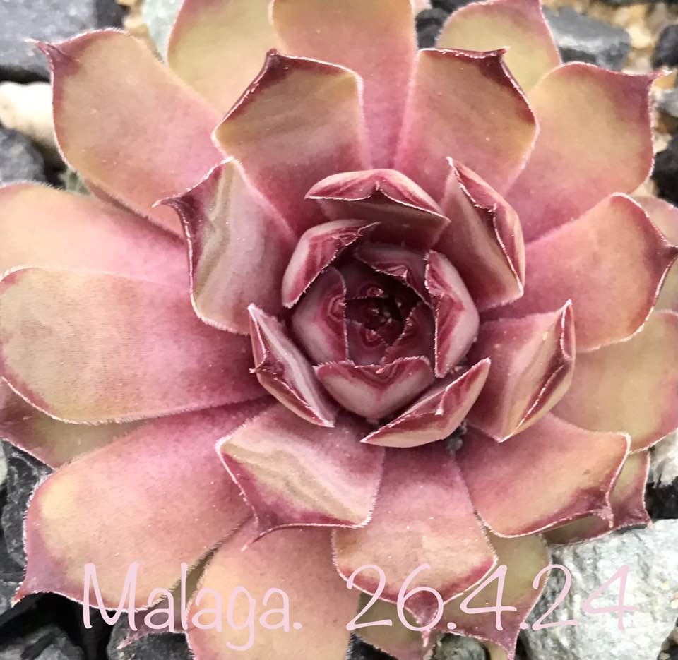 Malaga (Netzfund)