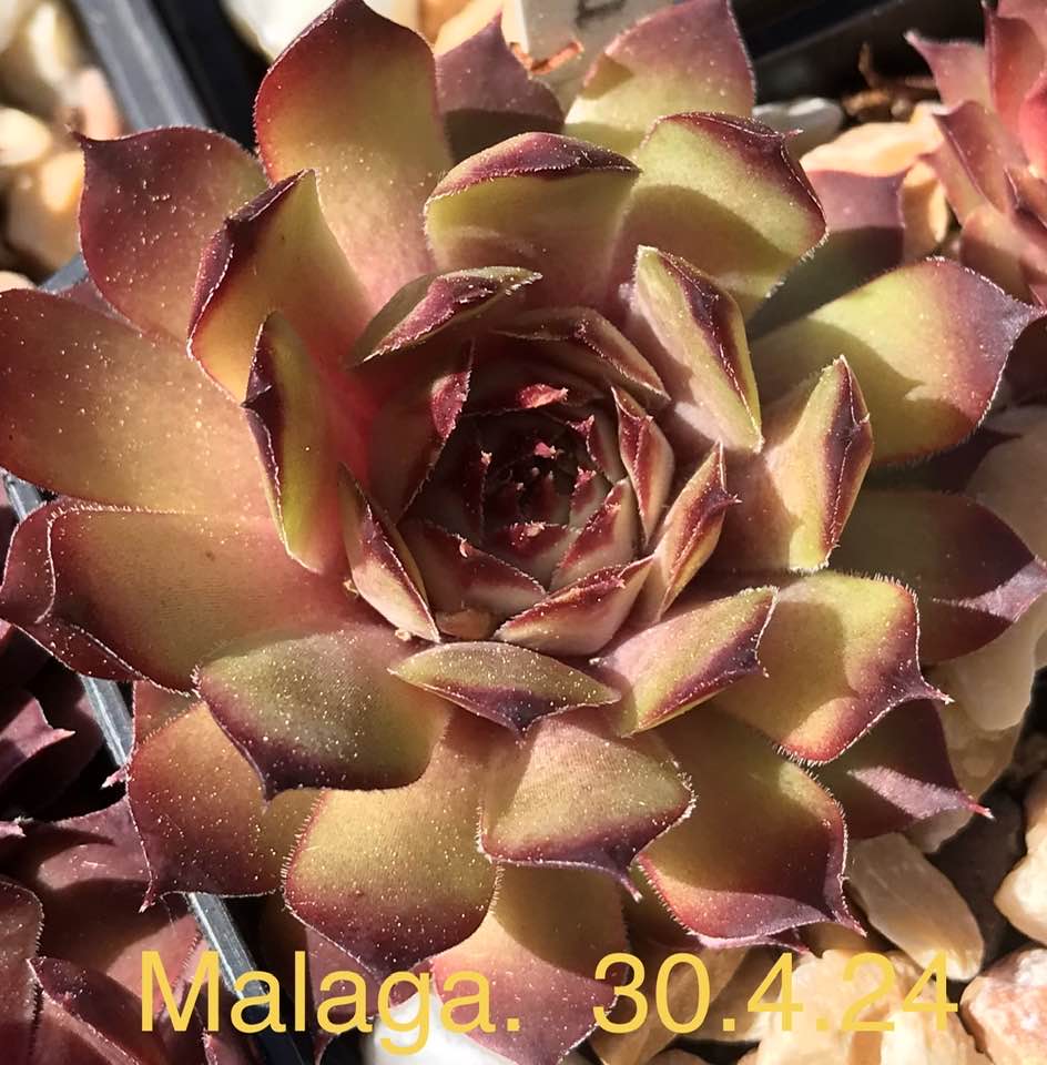 Malaga (Netzfund)