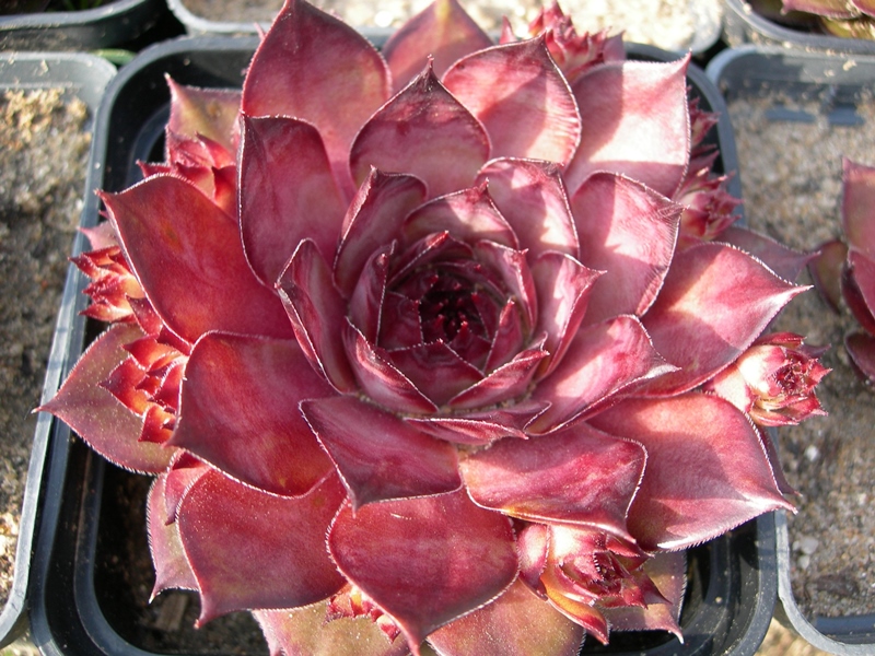 Mandala (NG)